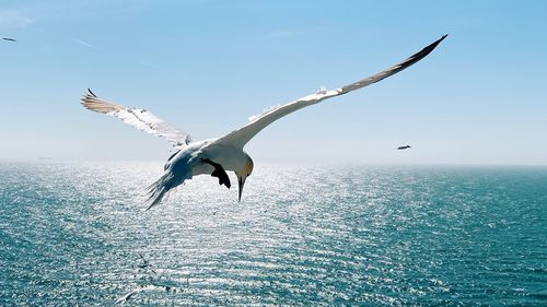 Seagulls flying over sea against sky