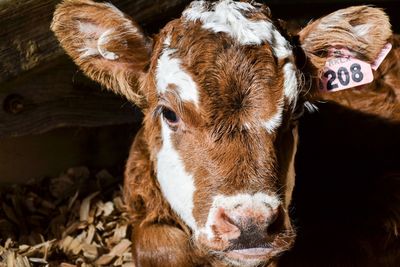 Portrait of calf