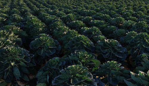 Full frame shot of vegetables growing on farm