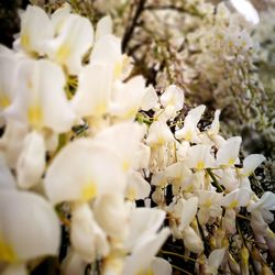 Close-up of white flowering plant