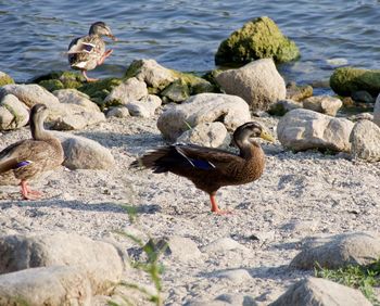 Seagulls perching on rock in lake