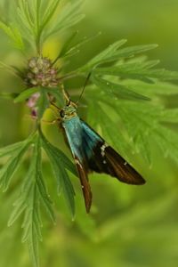 Close-up of insect on leaf