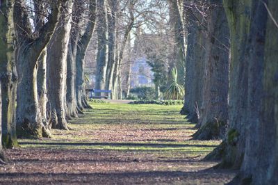 Trees in grass