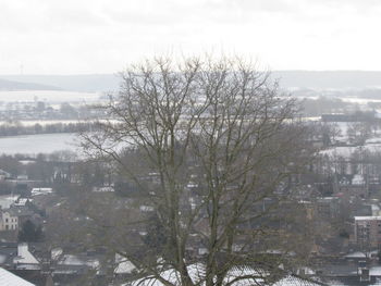 Bare trees in city during winter