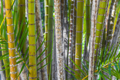 Full frame shot of plants