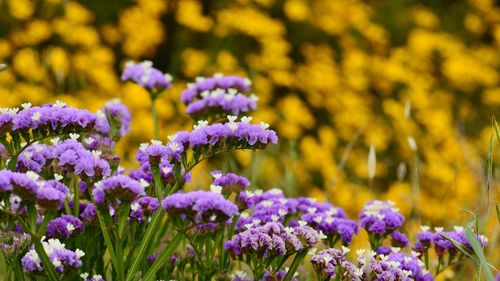 Close-up of purple flowering plants in field