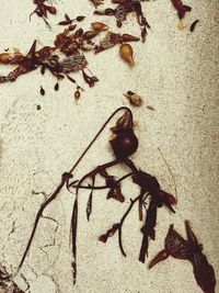 Close-up of dry leaves on sand