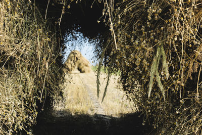 Close-up of plants against trees