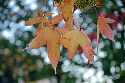 Close-up of maple leaves on tree