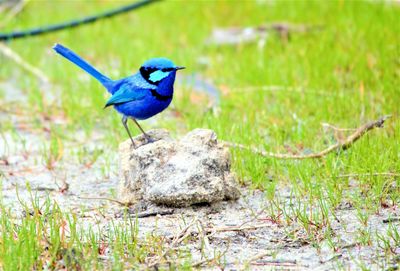 Bird perching on rock