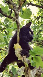 Cat lying on tree
