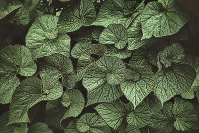 Full frame shot of leaves