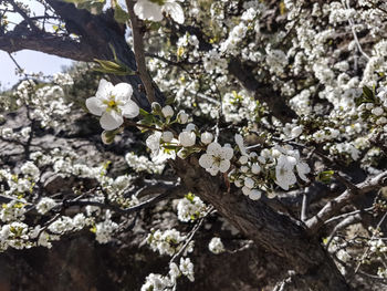Close-up of white cherry blossoms in spring