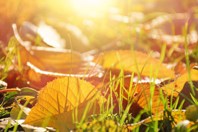 Close-up of yellow leaves on field during autumn