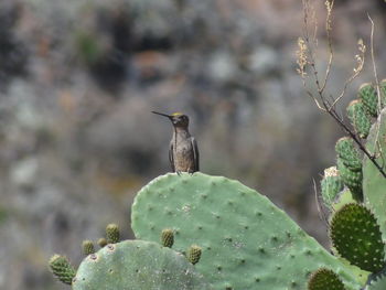 Birds perching on cactus