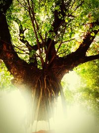 Low angle view of tree
