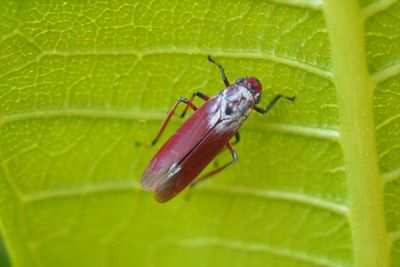 Red leafhopper - bothrogonia sp. on green leaf