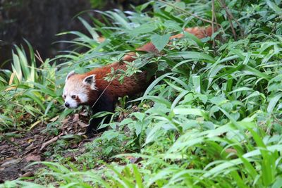 Red panda in vegetation