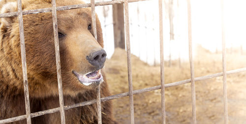 Brown bear in a cage in warm directional light. selective focus. kamchatka peninsula