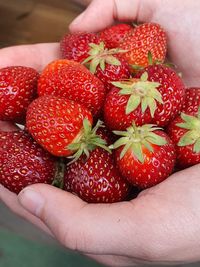 Midsection of person holding strawberries