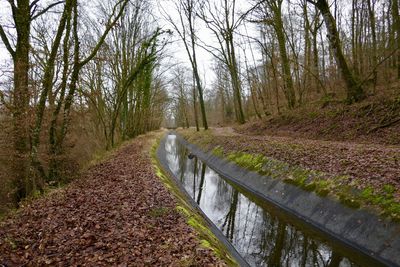 Empty road amidst trees in forest