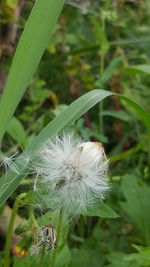 Close-up of white flower