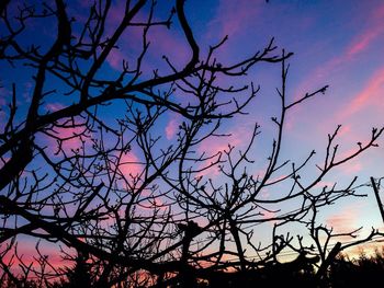 Low angle view of bare trees against sky