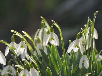 Close-up of white flowering plants