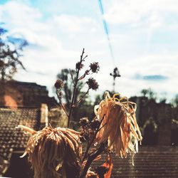 Close-up of wilted plant on field against sky