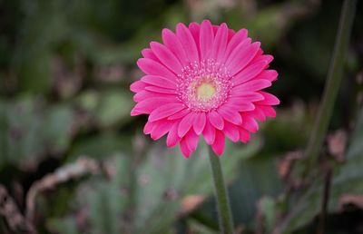 Close-up of pink flower
