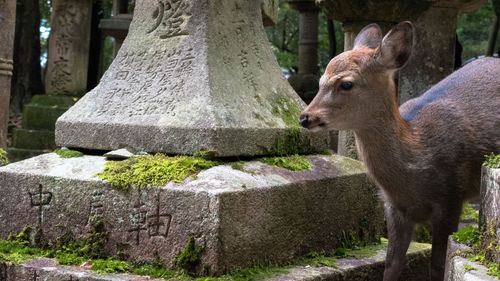 Side view of deer against plants