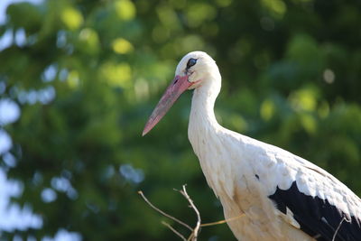 Close-up of bird perching on tree