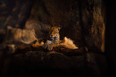 Portrait of leopard relaxing in cave