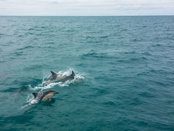 High angle view of dolphins in sea