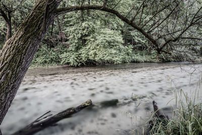 Tree by river in forest