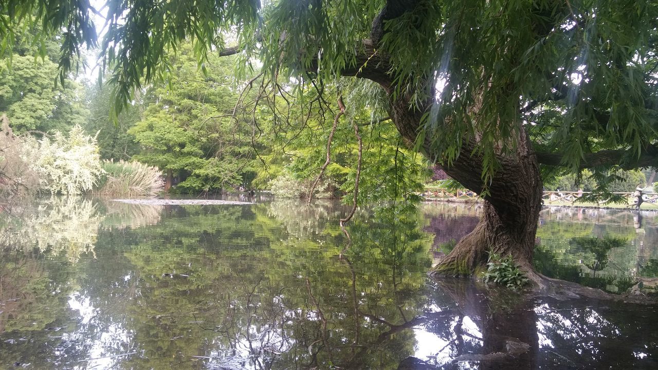 tree, water, tranquility, growth, tranquil scene, nature, reflection, branch, beauty in nature, lake, tree trunk, green color, scenics, forest, waterfront, lush foliage, day, idyllic, river, outdoors