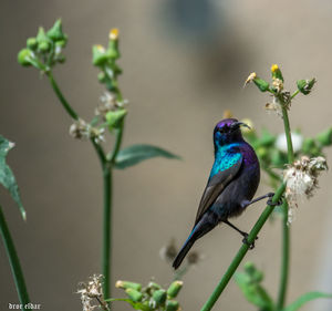 Close-up of bird perching on flower