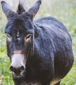 Close-up portrait of horse on field