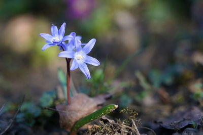 Close-up of purple flowering plant