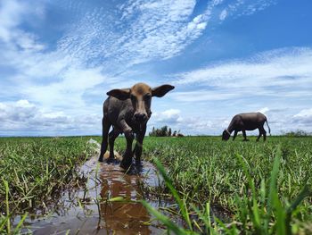 Horses grazing on field against sky