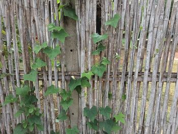 Close-up of bamboo plants