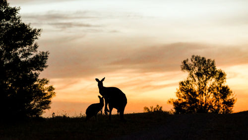 Silhouette horse on field against sky during sunset