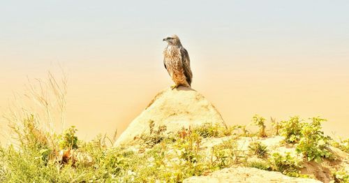 Bird sitting on desert against clear sky