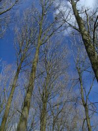 Low angle view of bare trees against clear sky