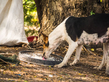 Dog eating outdoors