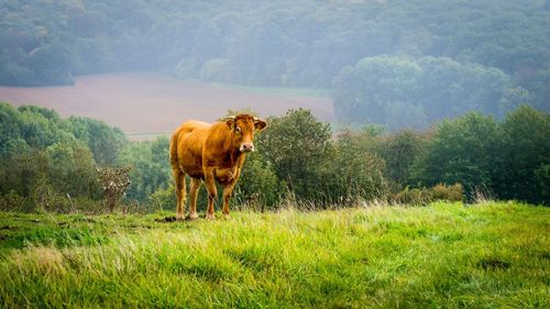 Cow on landscape