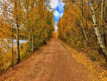 Footpath amidst trees in forest during autumn