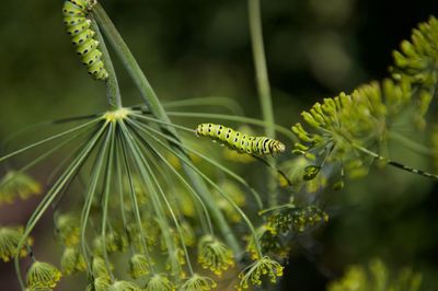 Caterpillars eating dill plant