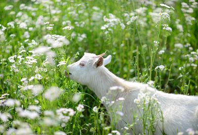 Goat grazing on field