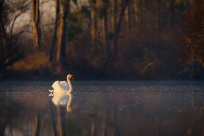 View of bird in lake